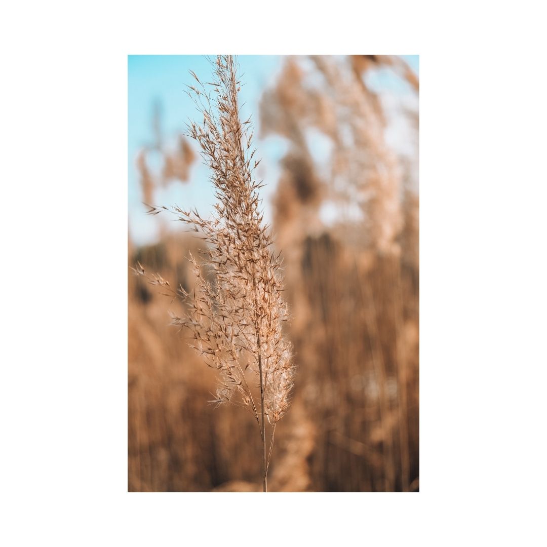 Dry leaves