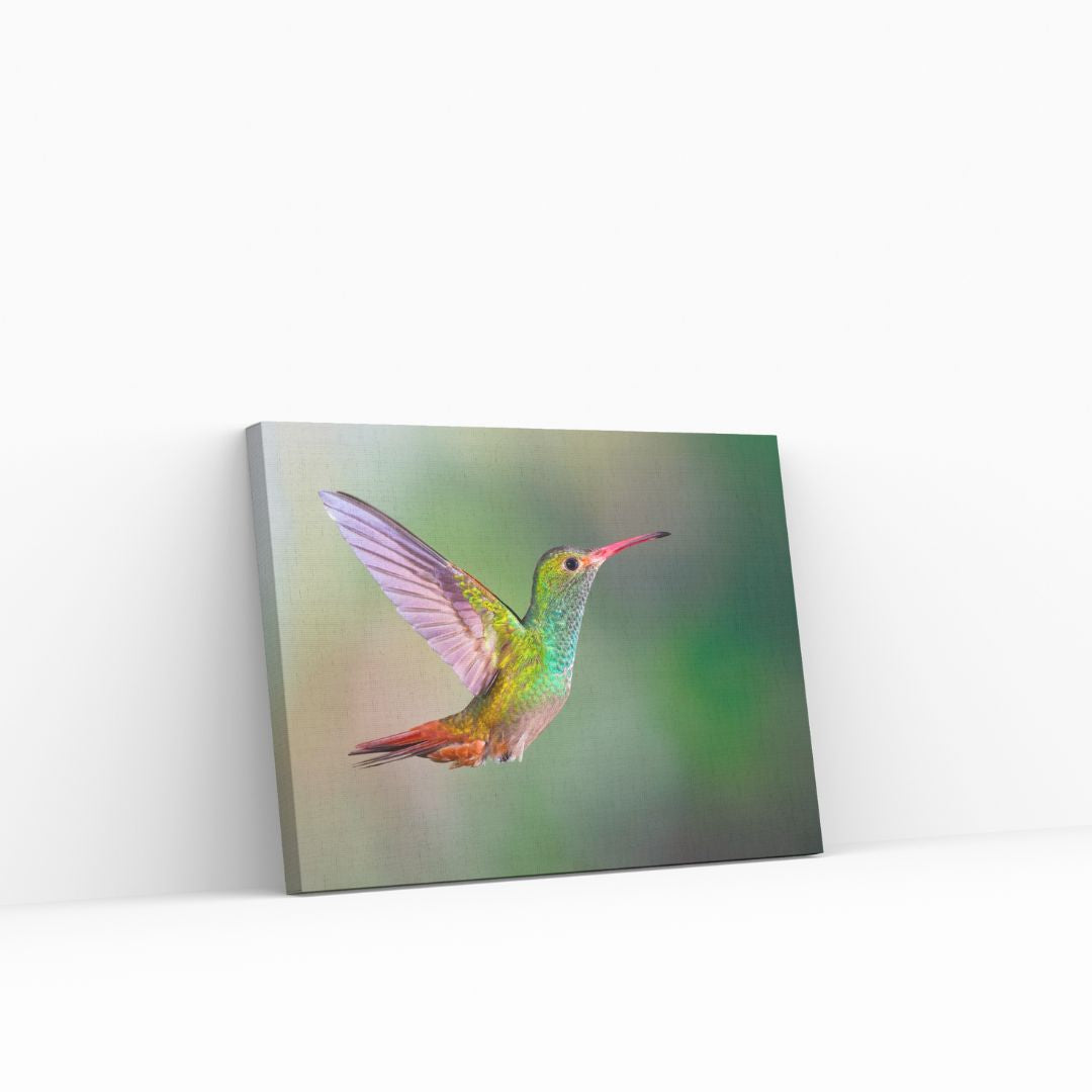 Pajaro Colorido