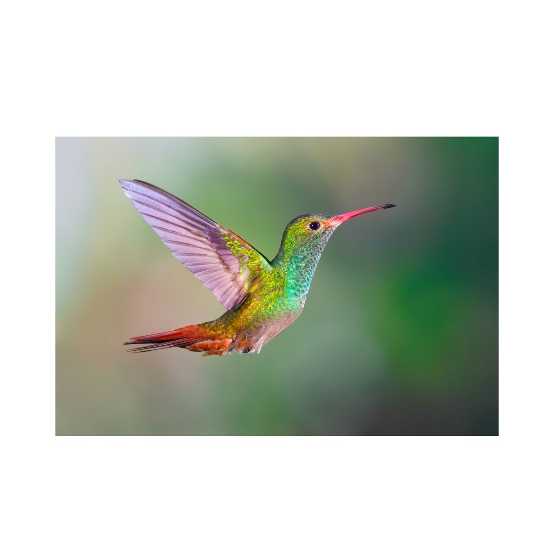 Pajaro Colorido