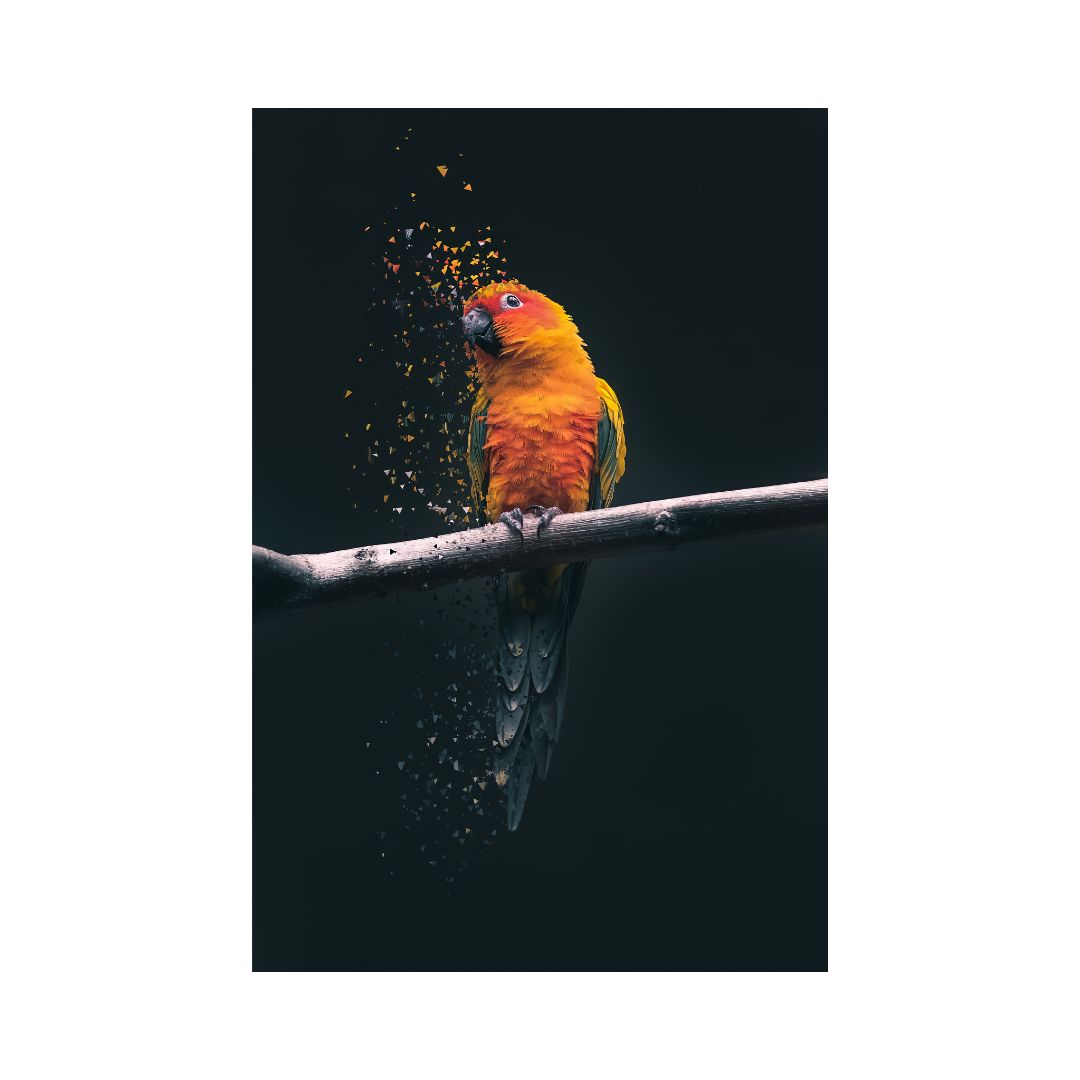 Perico Editado