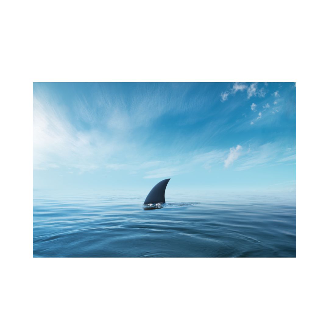 Shark Fin