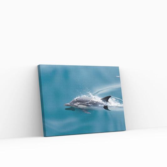 Swimming Dolphin