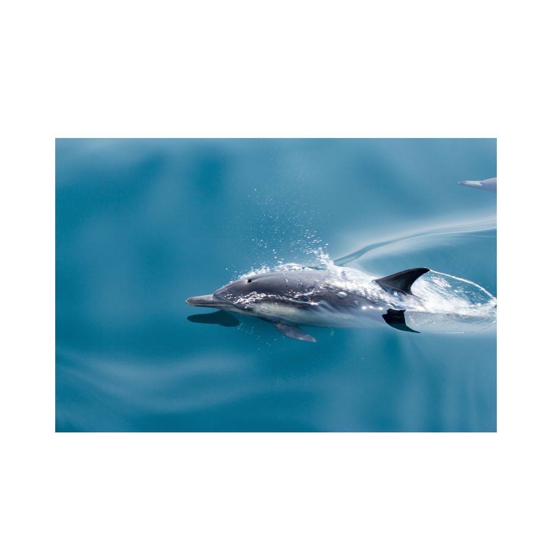 Swimming Dolphin