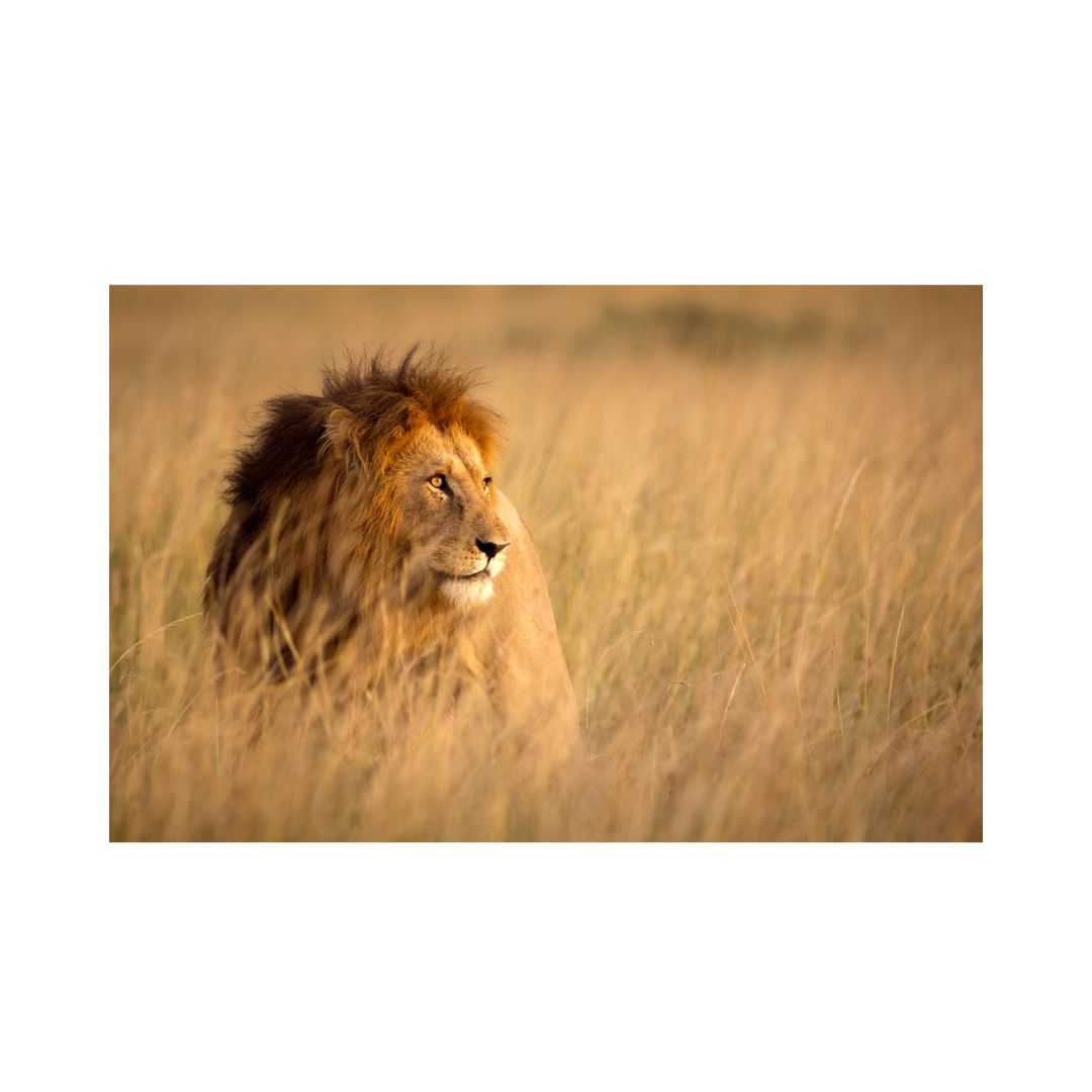 The Lion King