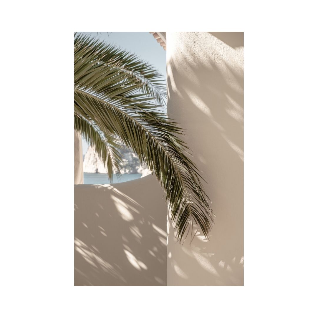 Palm tree