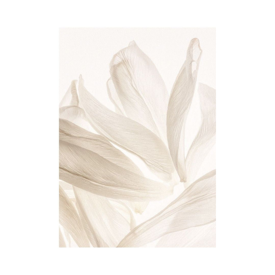 Abstracto Cute Petals