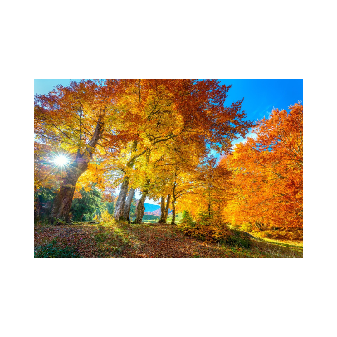 Autumn