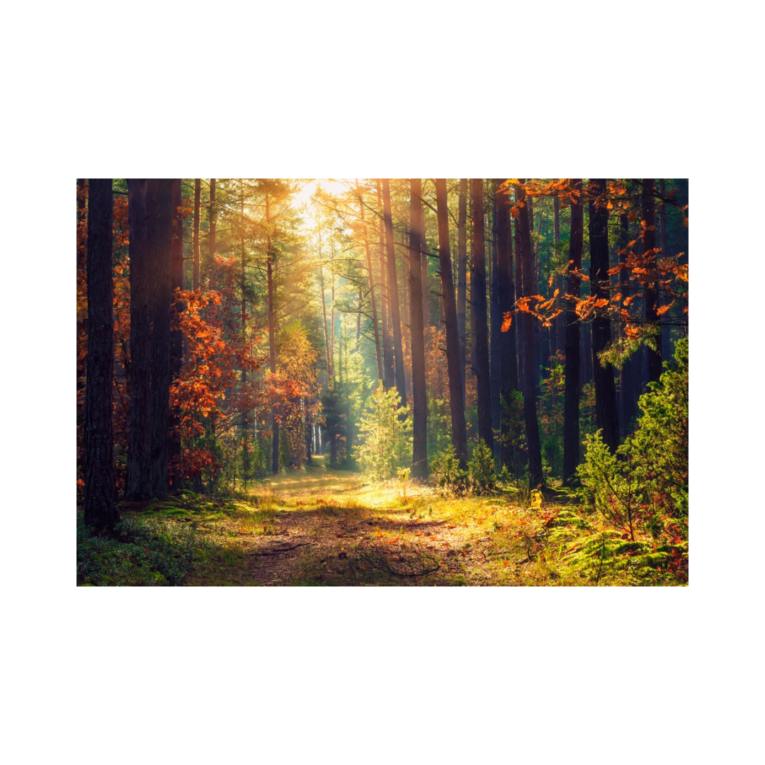 Bosque Encantado