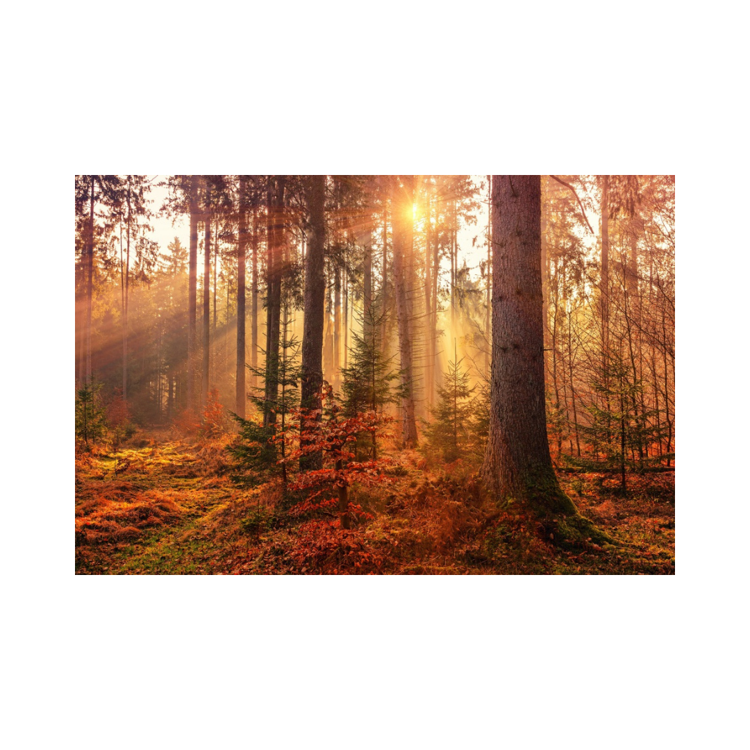 Magic Forest