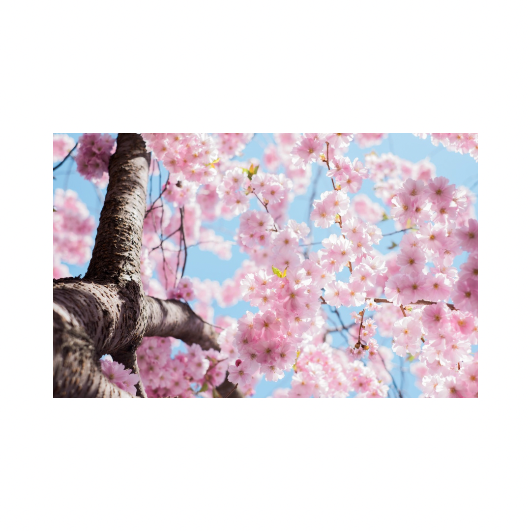 Cerezo