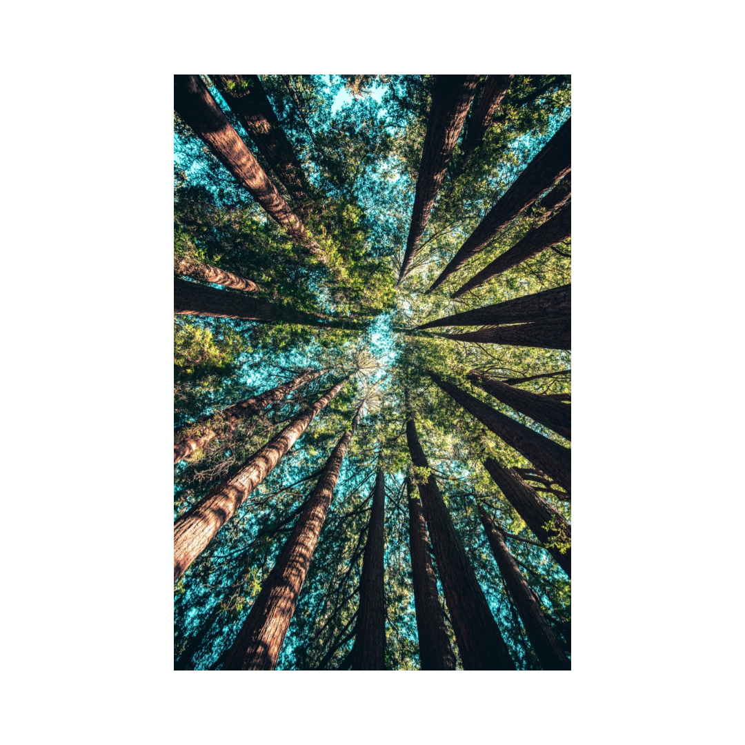 Nature Balance