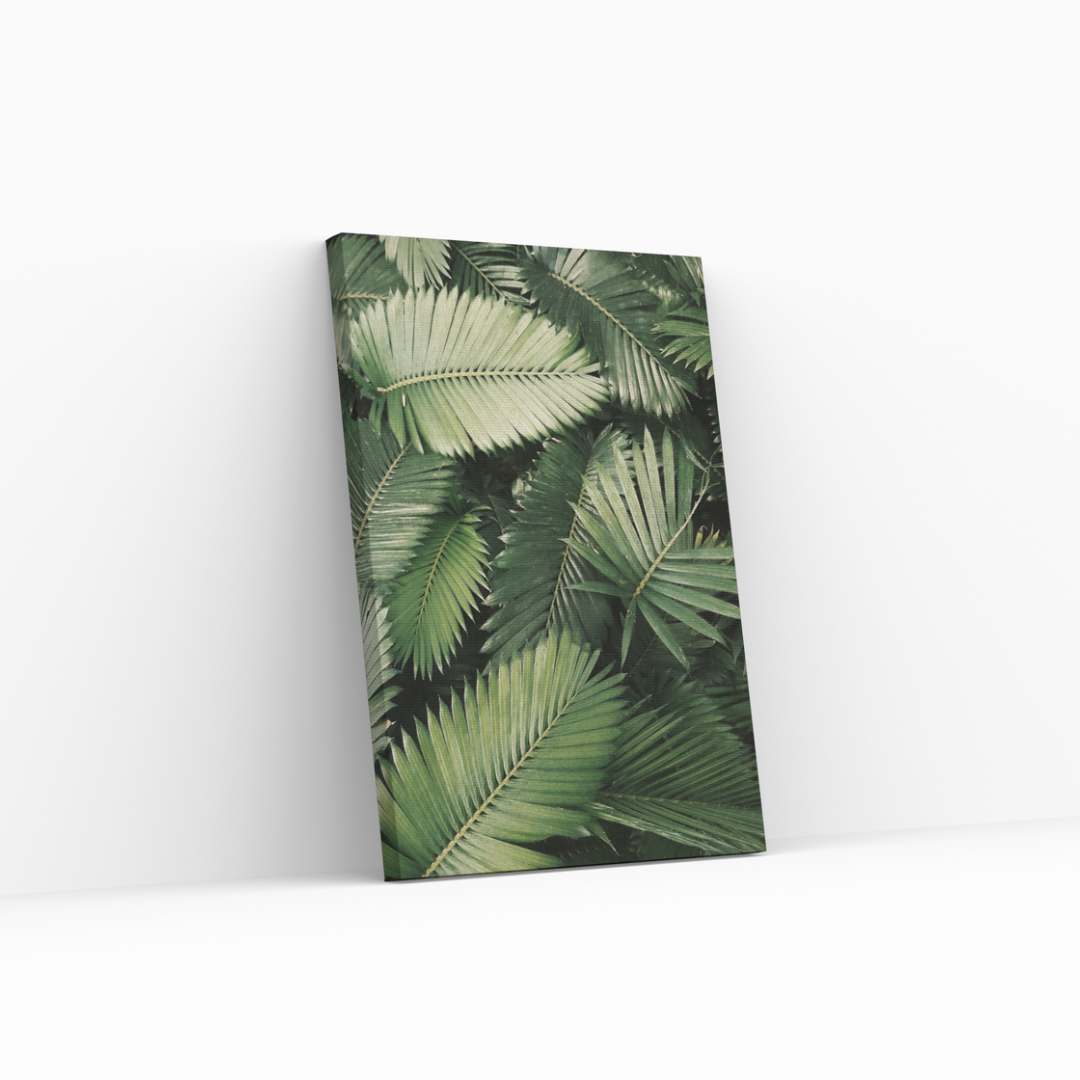 Rain Forest
