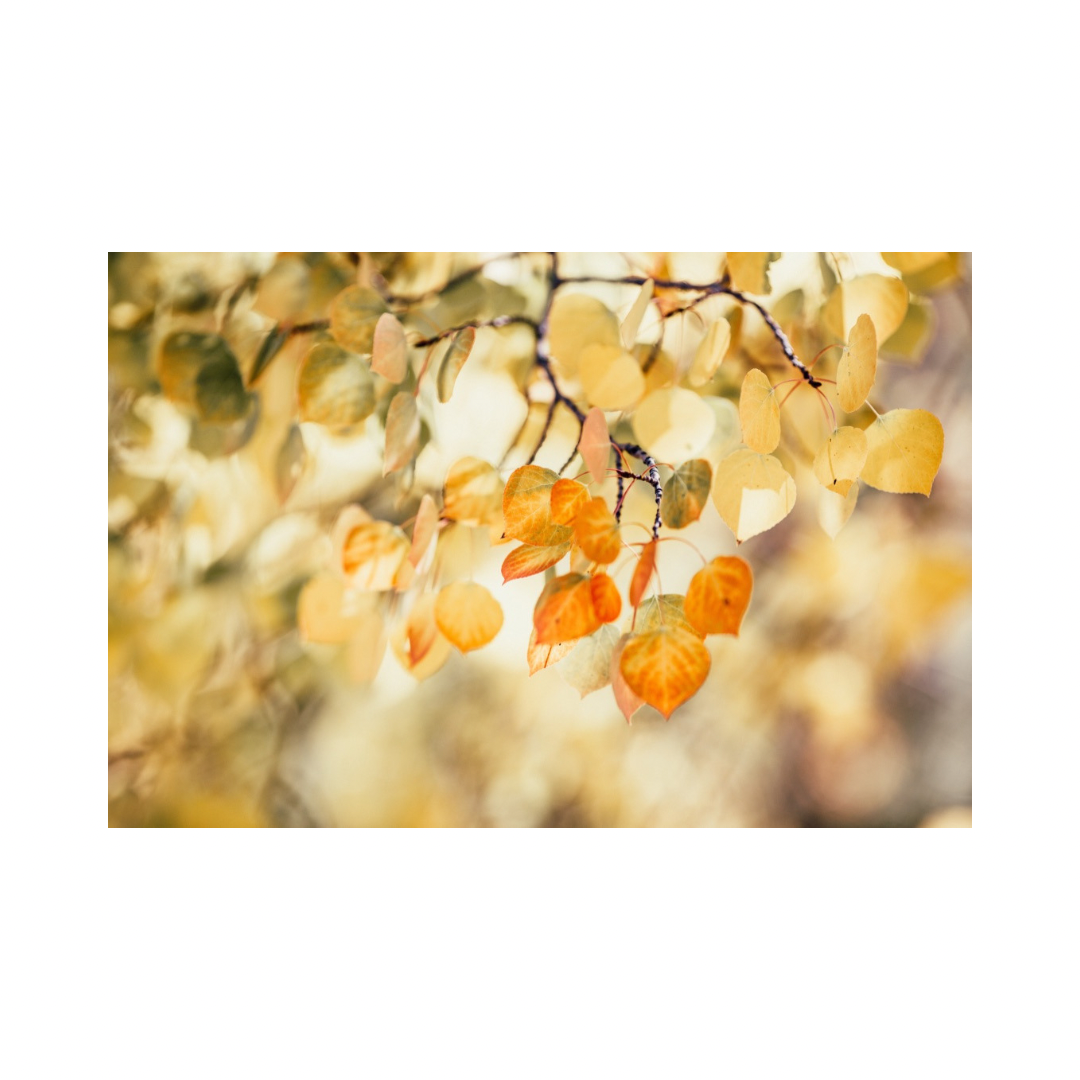 Yellow Leaf