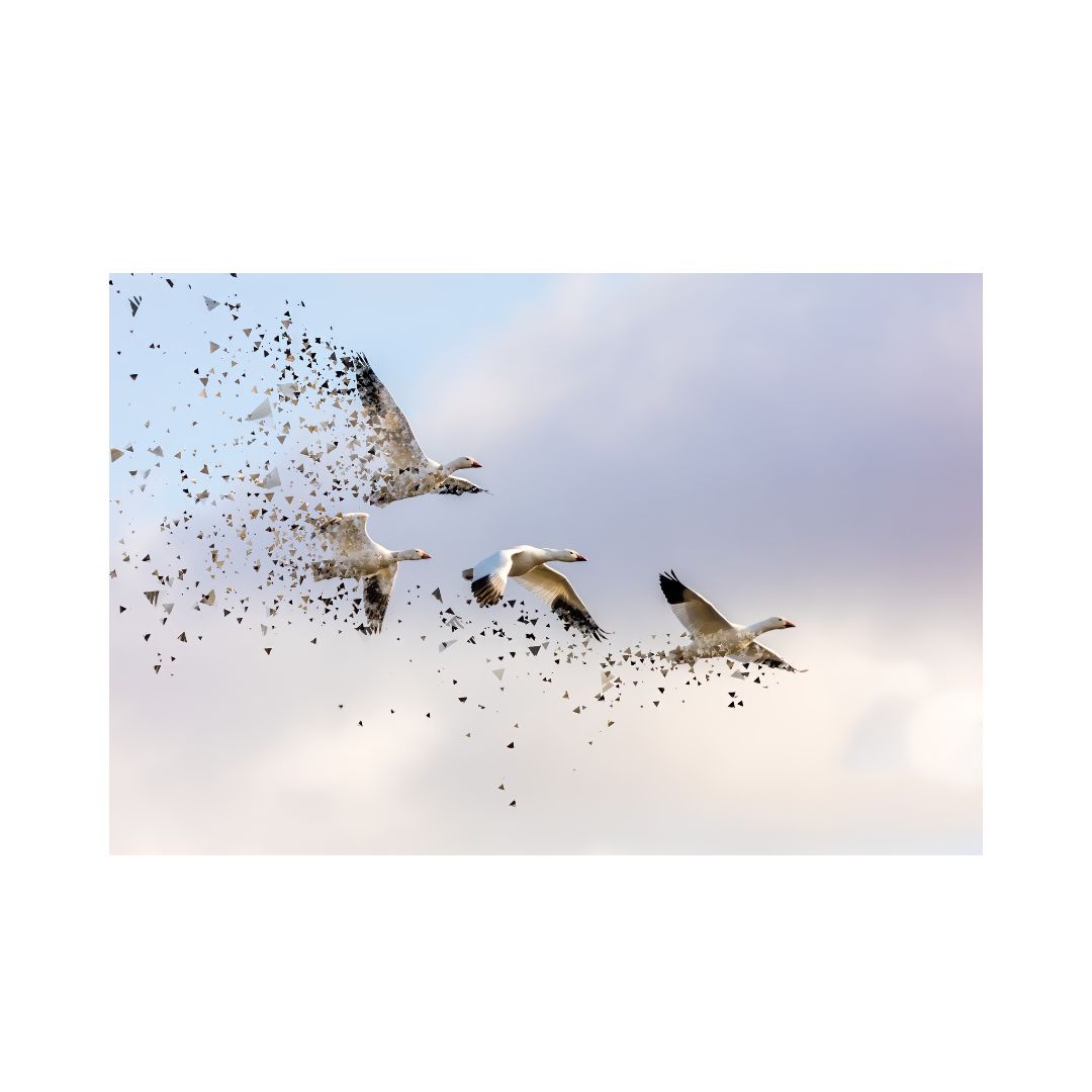 Pájaros Editada