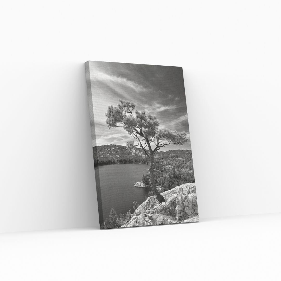 Growing Tree