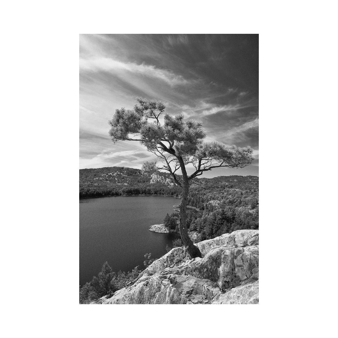 Growing Tree