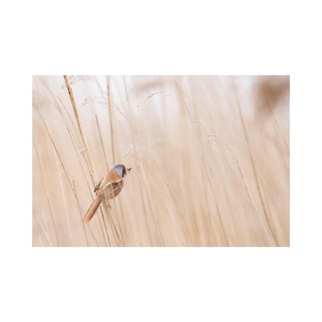 One bird