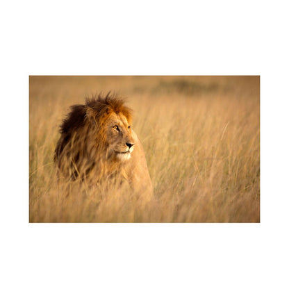 The Lion King