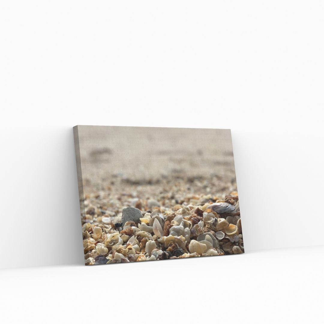 Seashells