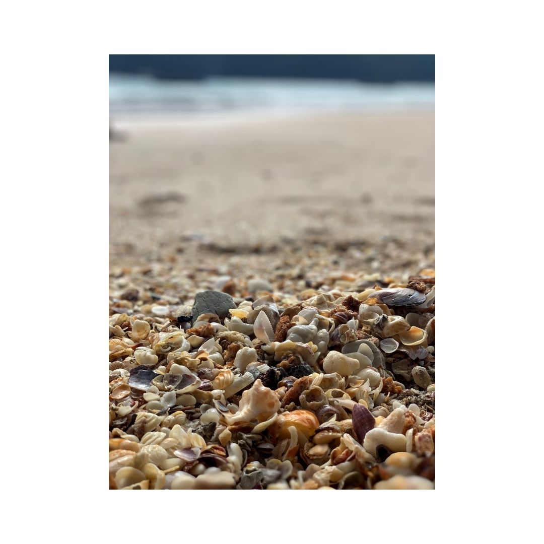 Seashells