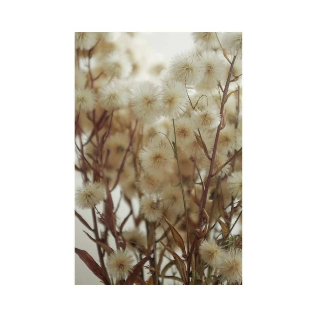 Soft beige flowers