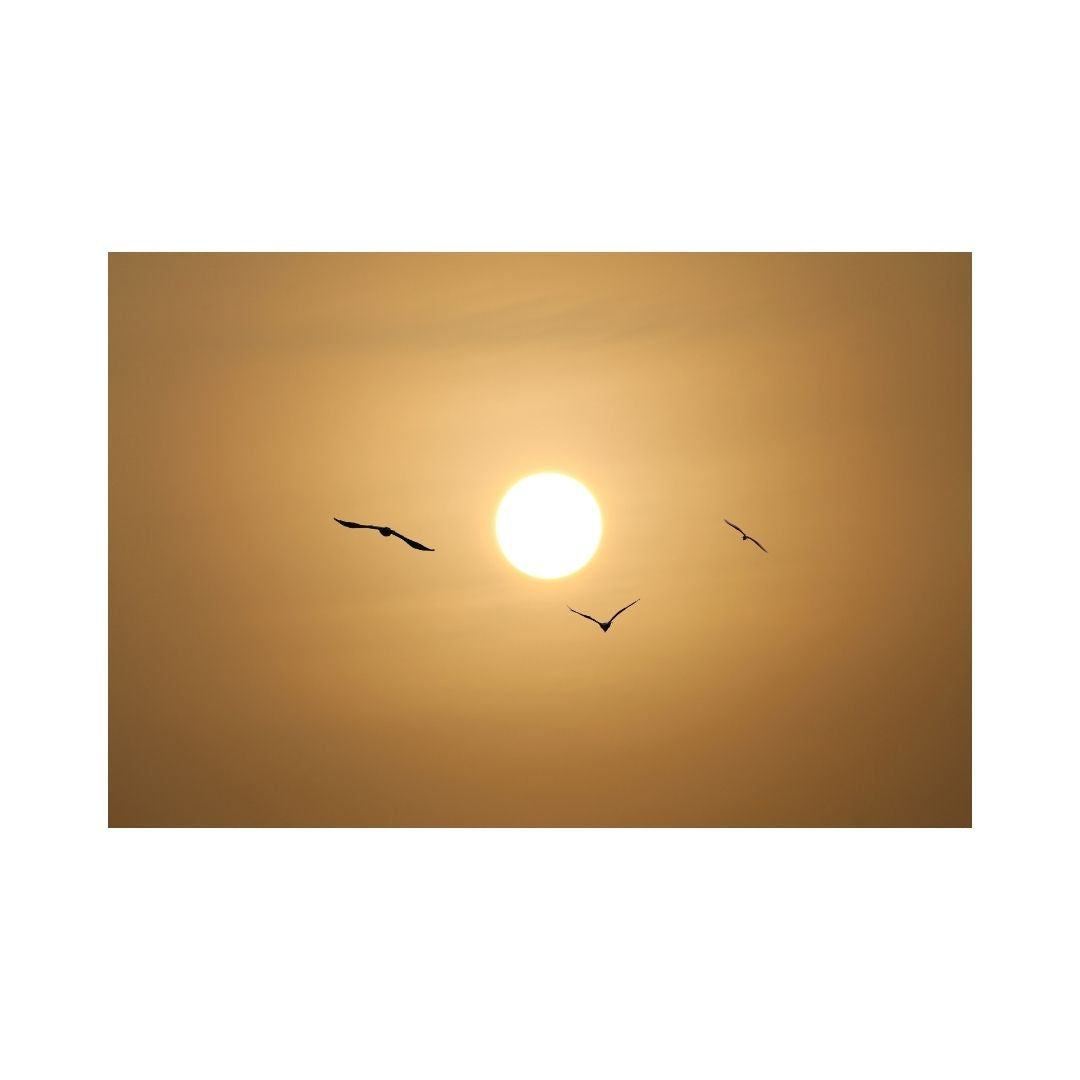 Warm sunset