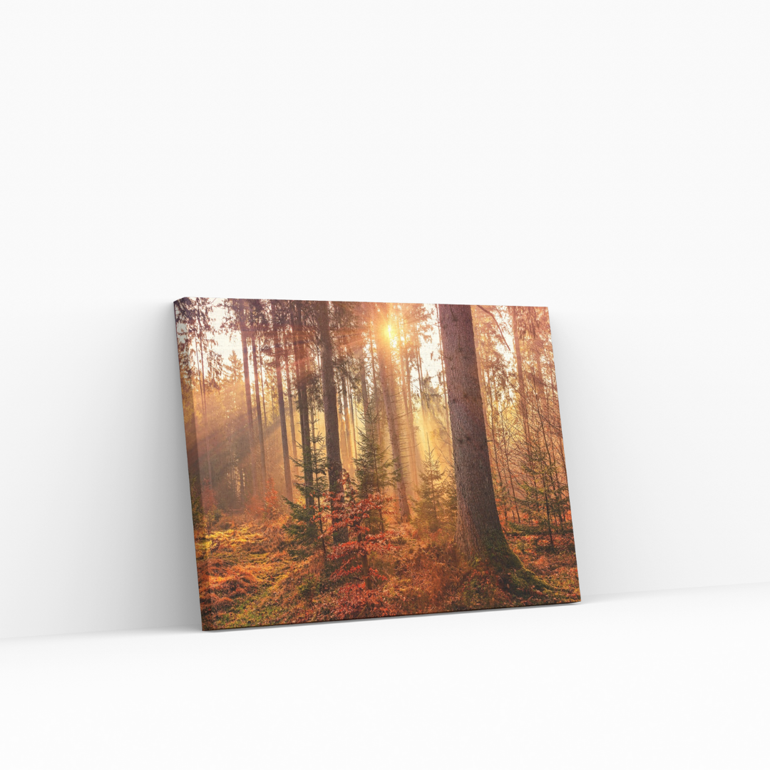 Magic Forest – Fotogram