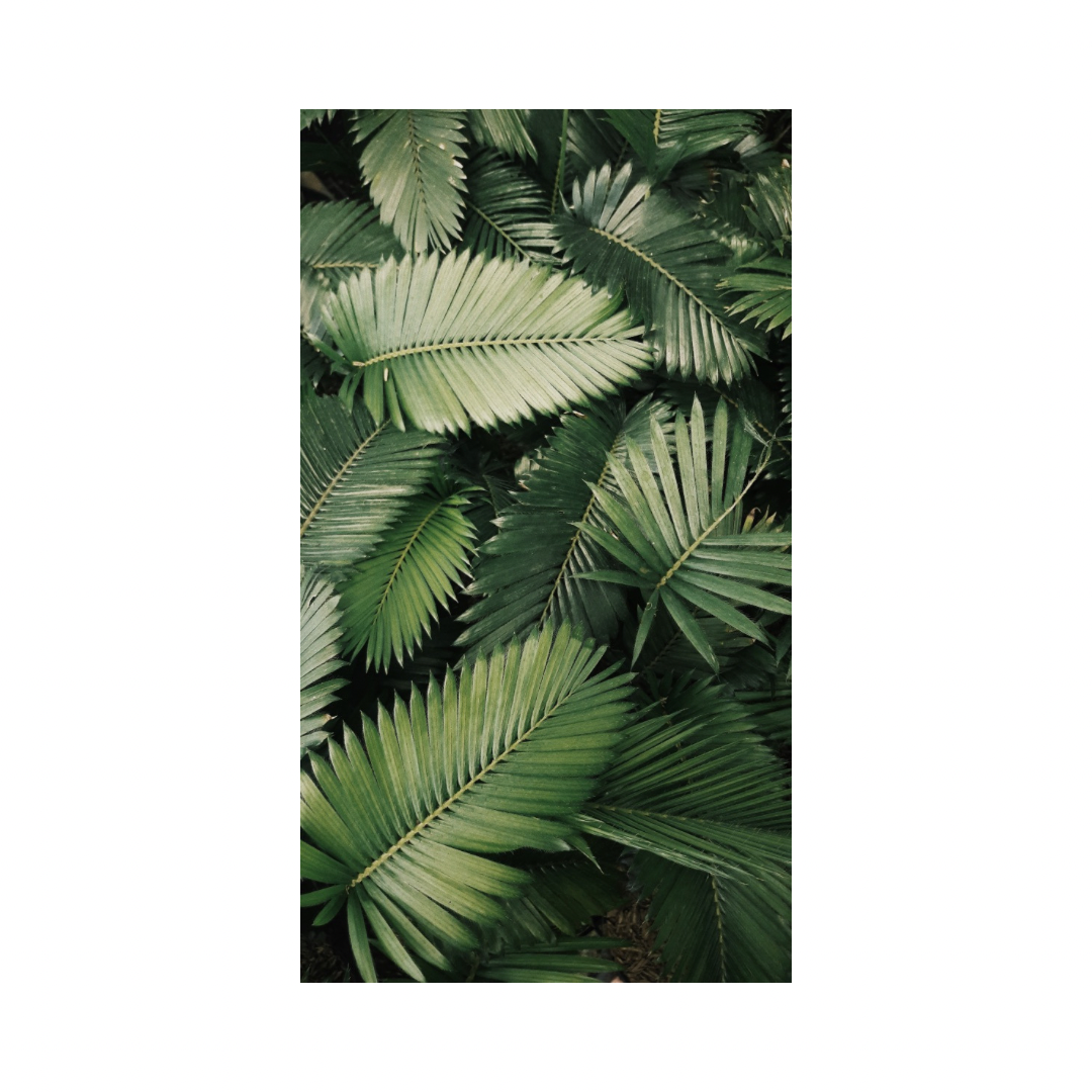 Rain Forest