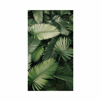 Rain Forest